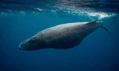 Naklejka premium Humpback whale baby in the deep blue waters of Okinawa ,Japan