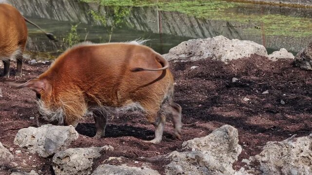 Red river hog, Potamochoerus porcus, also known as the bush pig. This pig has an acute sense of smell to locate food underground.