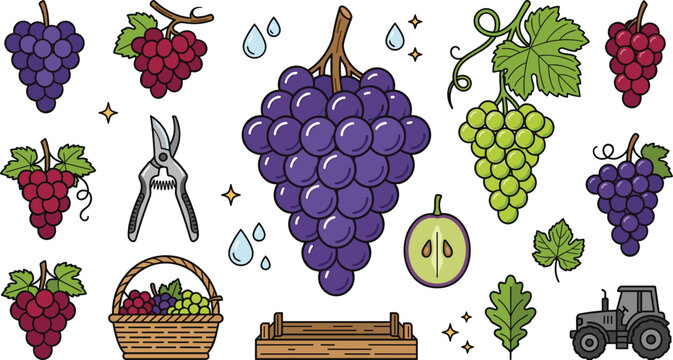 Grape Harvest and Vineyard Icon Set Featuring Purple Red and Green Bunches with Garden Pruner Basket and Tractor Vectors