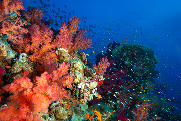 The Red Sea's magnificent coral reefs and colorful walls. Corals and fish. Colorful coral reefs and schools of fish. Schools of colorful tropical fish on a beautiful tropical coral reef. This image sh © osman