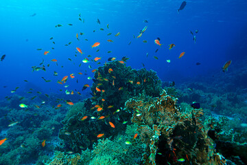 The Red Sea's magnificent coral reefs and colorful walls. Corals and fish. Colorful coral reefs and schools of fish. Schools of colorful tropical fish on a beautiful tropical coral reef. This image sh © osman