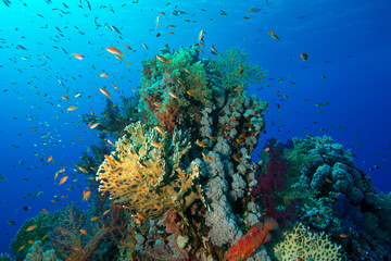 The Red Sea's magnificent coral reefs and colorful walls. Corals and fish. Colorful coral reefs and schools of fish. Schools of colorful tropical fish on a beautiful tropical coral reef. This image sh © osman