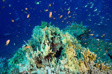 The Red Sea's magnificent coral reefs and colorful walls. Corals and fish. Colorful coral reefs and schools of fish. Schools of colorful tropical fish on a beautiful tropical coral reef. This image sh © osman