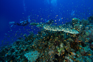 The Red Sea's magnificent coral reefs and colorful walls. Corals and fish. Colorful coral reefs and schools of fish. Schools of colorful tropical fish on a beautiful tropical coral reef. This image sh © osman