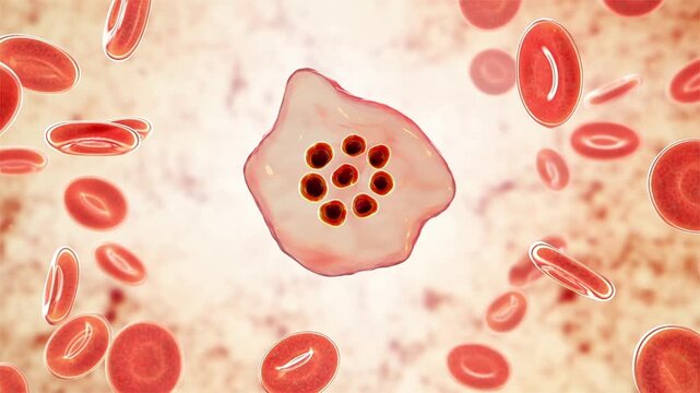 Plasmodium ovale schizont stage, 3D animation showing segmented intraerythrocytic parasite with multiple merozoites within an enlarged oval red blood cell.