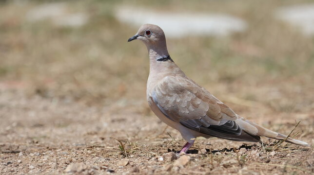 Eurasian Collared Dove, (Streptopelia decaocto), birds of Montenegro