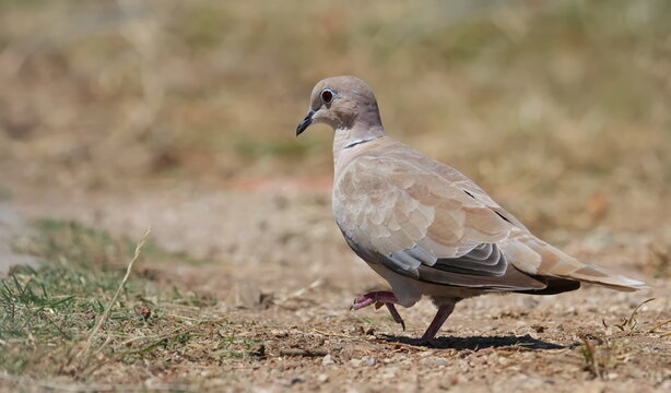 Eurasian Collared Dove, (Streptopelia turtur), birds of Montenegro