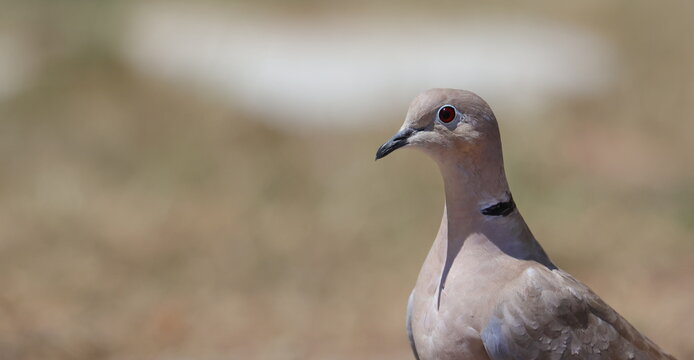 Eurasian Collared Dove, (Streptopelia turtur), birds of Montenegro