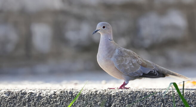 Eurasian Collared Dove, (Streptopelia turtur), birds of Montenegro