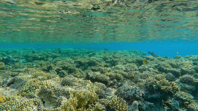 The camera moves forward over the flat-top of a shallow coral reef near its edge, a variety of tropical fish swimming over the coral on a bright sunny day in the doldrums