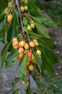 Ripening cherries on tree branch