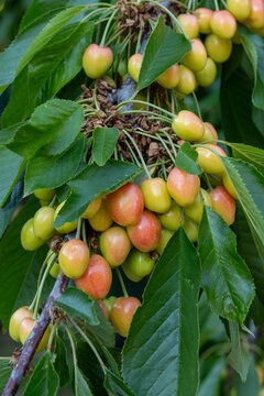 Ripe cherries growing on leafy branch