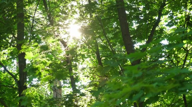 Sun shining directly through the thick green trees. Cinematic b roll of green forest with lens flares. Insert shot of green outdoors with sun shining.