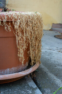 Dried plant cascading from terracotta flowerpot