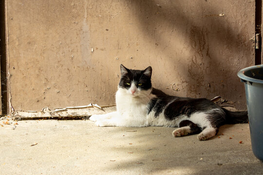 Black and white cat resting in sunlight