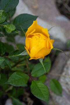Yellow rose blossom with green foliage