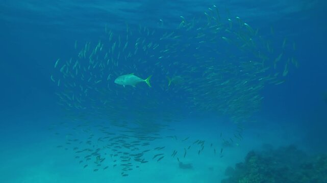 Two Yellowspotted Trevally, Carangoides fulvoguttatus, hunting in blue water, penetrating the circle of a school of Yellowtail Barracuda, Sphyraena flavicauda.