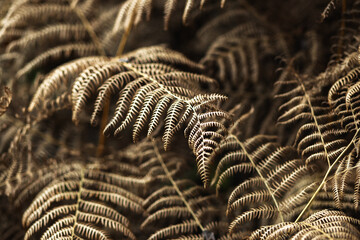 abstract golden fern texture for background © Melinda Nagy