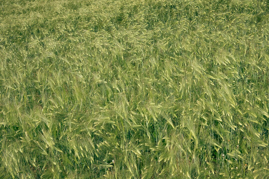 Horizontal close-up of soft green barley with a gentle texture and slight movement, creating a calming natural pattern. Great for soothing backgrounds, nature wallpapers, and minimalist design.