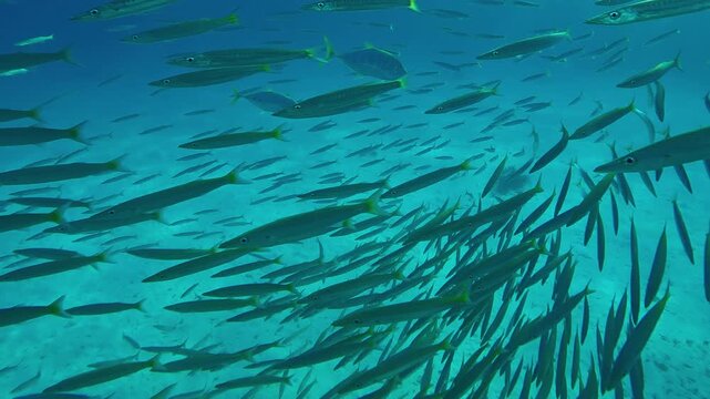 Top view of a school of juvenile Yellowtail Barracuda, Sphyraena flavicauda, swimming in a circle glistening in the sunlight, being chased by two Yellowspotted Trevally, Carangoides fulvoguttatus.