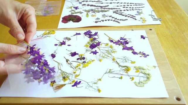Hands comparing pressed wild delphinium stems from herbarium sheet before placing appropriately sized botanical sample into zip bag. Represents specimen selection and size suitability assessment.