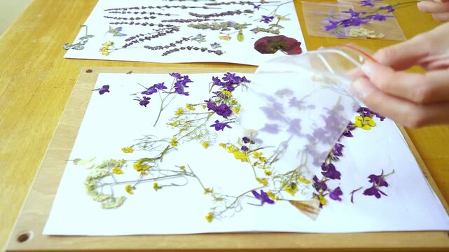 Hands examining pressed purple delphinium specimen before placing fragile flowers into zip bag. Illustrates delicate plant handling, preserved flora packaging, and protected storage workflow.