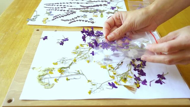 Close-up of female hands arranging pressed delphinium flowers inside transparent zip bag in home setting. Depicts careful specimen placement, botanical preservation practice, and sample organization.