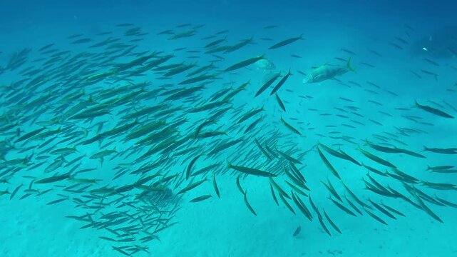 Top view of a school of juvenile Yellowtail Barracuda, Sphyraena flavicauda swimming over a sandy seabed, being chased by a group of Yellowspotted Trevally, Carangoides fulvoguttatus. 
