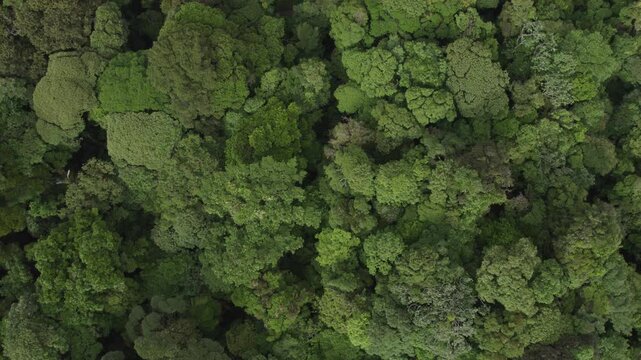 Top down aerial view of green tree tops on high elevation cloud forests in Monteverde, Costa Rica