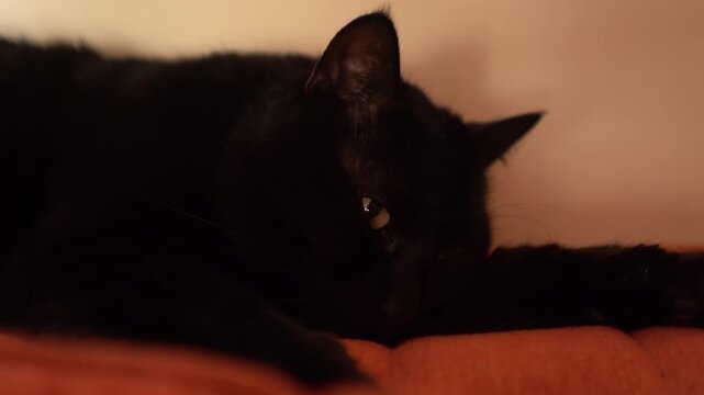 Black cat portrait close-up on the couch, looking at the camera while lying and resting