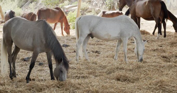 A herd of horses, including grey, white, and brown horses, peaceful grazing on hay scatter across an outdoor paddock on a sunny farm day with trees in the background.