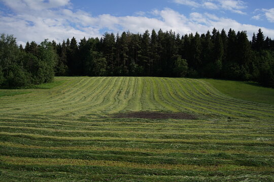 freshly mown green hay field with a patch trampled by cranes next to a pine forest