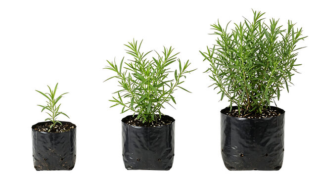 Three tarragon plants in black nursery bags showing growth stages from small to large.