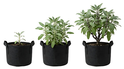 Fototapeta premium Three stages of sage plant growth in black fabric pots, from seedling to mature herb.