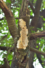 Fototapeta premium Close-up of a textured crust fungus growing on a rough tree trunk in a natural woodland forest setting.