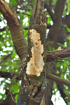 Close-up of a textured crust fungus growing on a rough tree trunk in a natural woodland forest setting.