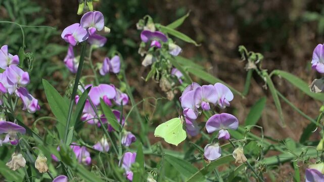 Brimstone butterfly (Gonepteryx rhamni) blown about by the wind before flying away. July, Kent, UK [Slow motion x10]