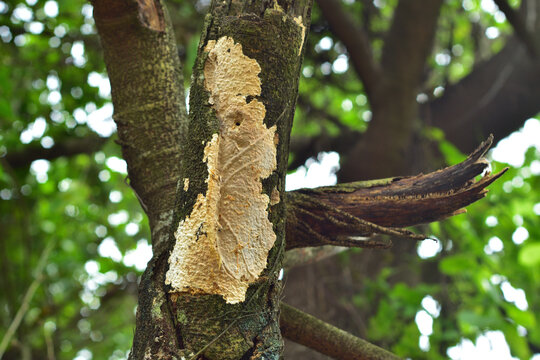 Close-up of a textured crust fungus growing on a rough tree trunk in a natural woodland forest setting.
