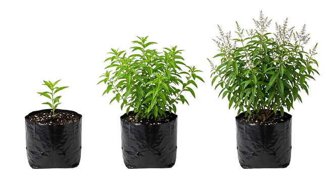 Three stages of growth of a potted plant, from a small seedling to a mature flowering specimen.