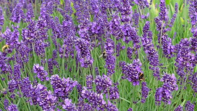 Bumblebees collecting nectar from blooming lavender flowers in a summer field