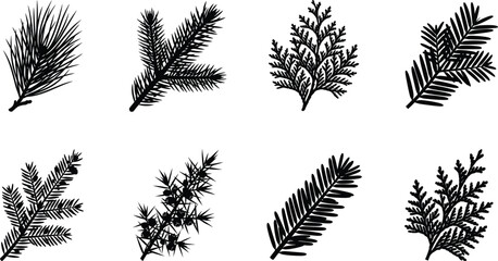 Collection of detailed coniferous evergreen tree branch silhouettes for nature, winter, and botanical design projects © MdBabul
