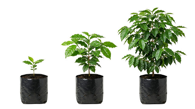 Three coffee plants at different growth stages, from a small seedling to a mature plant, all in black nursery bags on a white background.