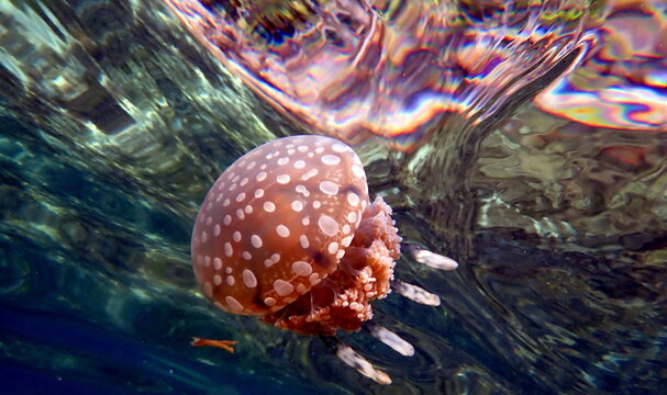 Philippines sea life