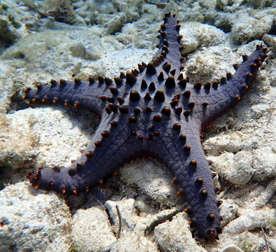 Philippines