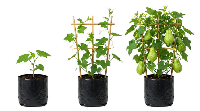 Three stages of a chayote plant, Sechium edule, growth from seedling to mature fruit-bearing plant with a trellis.