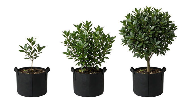 Three potted evergreen plants in black fabric grow bags, showing different stages of growth from small to large.