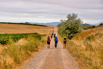 Fototapeta premium The Challenge of the French Way: Villamayor de Monjardín to Los Arcos, Spain