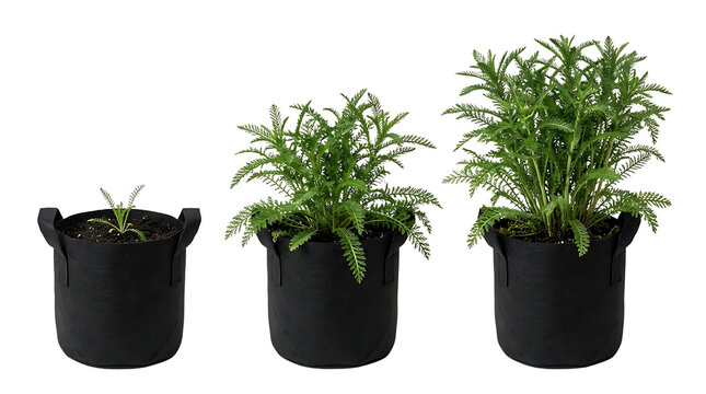 Three black fabric grow bags with green plants at different growth stages on a white background.