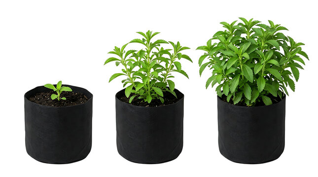 Three stevia plants in black fabric pots showing different stages of growth from seedling to mature plant.