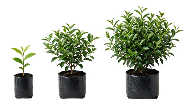 Three potted plants in black nursery bags illustrating different stages of growth from a small seedling to a mature bush on a white background.